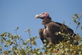 Lappet faced vulture, Torgos tracheliotos at  Kruger National Park Royalty Free Stock Photo