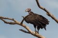 Lappet-faced Vulture - Torgos tracheliotos Royalty Free Stock Photo