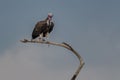 Lappet-faced Vulture - Torgos tracheliotos Royalty Free Stock Photo