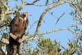 Lappet-faced vulture (Torgos tracheliotos) Royalty Free Stock Photo