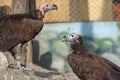 Lappet-faced vulture (Torgos tracheliotos) Royalty Free Stock Photo