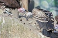 Lappet-faced vulture (Torgos tracheliotos) Royalty Free Stock Photo