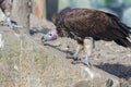 Lappet-faced vulture (Torgos tracheliotos) Royalty Free Stock Photo