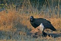 Lappet-faced Vulture {Torgos tracheliotos} Royalty Free Stock Photo