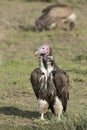 A Lappet Faced Vulture (Torgos tracheliotos) Tanzania Royalty Free Stock Photo
