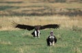 Lappet Faced Vulture, torgos tracheliotus, Adult in Flight, Landing, Masai Mara Park in Kenya Royalty Free Stock Photo