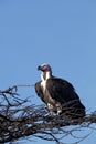 LAPPET FACED VULTURE torgos tracheliotus, ADULT PERCHED ON BRANCH, KENYA Royalty Free Stock Photo