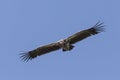 Lappet-faced vulture Torgos tracheliotus in flight Royalty Free Stock Photo