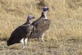 Lappet-faced vulture on the ground Royalty Free Stock Photo