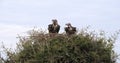 Lappet Faced Vulture, torgos tracheliotus, Pair standing on Nest Masai Mara Park in Kenya Royalty Free Stock Photo