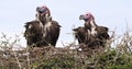 Lappet Faced Vulture, torgos tracheliotus, Pair standing on Nest Masai Mara Park in Kenya Royalty Free Stock Photo