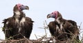 Lappet Faced Vulture, torgos tracheliotus, Pair standing on Nest Masai Mara Park in Kenya Royalty Free Stock Photo