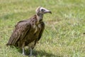 Lappet-faced vulture Torgos tracheliotus ,Portrait,Gambia - West Africa Royalty Free Stock Photo