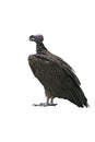 Lappet-faced vulture, Torgos tracheliotus Royalty Free Stock Photo