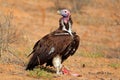 Lappet-faced vulture Royalty Free Stock Photo
