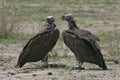 Lappet-faced vulture, Torgos tracheliotus Royalty Free Stock Photo