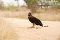 Lappet-Faced Vulture (Torgos tracheliotus) on the lookout while eating roadkill in Kruger Park, South Africa Royalty Free Stock Photo