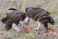 Lappet-faced Vultures scavenging. Royalty Free Stock Photo