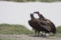 Lappet-faced Vultures in Serengeti National Park Royalty Free Stock Photo