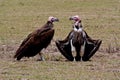 Lappet-faced vultures sunbathing after meal Royalty Free Stock Photo