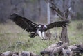 Lappet facet vulture is a rare species of bulture in Africa.