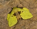 Lappet Moth or eggars, Lasiocampidae, Cherrapunjee, Meghalaya Royalty Free Stock Photo