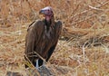 Lappet Vulture resting on the ground Royalty Free Stock Photo