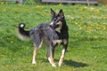 Lapponian herder dog during a morning walk in the city park.