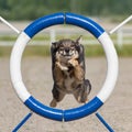 Lapponian Herder jumping through an agility ring Royalty Free Stock Photo