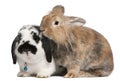 Lapponian Herder rabbits, 3 years old Royalty Free Stock Photo