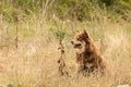 Lapponian herder seated