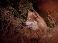 Lapponian herder seated