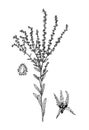 Lappula squorosa botanical illustration