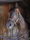 Lapse - Horse Haven Saratoga