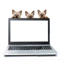 Laptop with blank screen on white table with kittins. Cut cats. Pats on white background. ÃÂ¡oncept on help and technical support