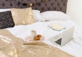 Laptop and breakfast on bed Royalty Free Stock Photo
