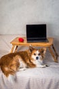 Laptop and a computer mouse on a laptop stand on a bed. Concept working remotely. Dog next to a laptop. Vertical photo Royalty Free Stock Photo