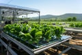 A laptop computer sitting on top of a table in a greenhouse with lettuce and vegetables. Electronic automated growing