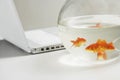 Laptop And Goldfish In Bowl Royalty Free Stock Photo