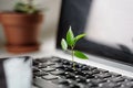 Laptop keyboard with plant growing on it. Green IT computing concept. Carbon efficient technology. Digital