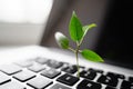 Laptop keyboard with plant growing on it. Green IT computing concept. Carbon efficient technology. Digital