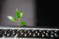 Laptop keyboard with plant growing on it. Green IT computing concept. Carbon efficient technology. Digital
