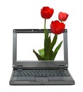 Laptop with tulips bouquet Royalty Free Stock Photo