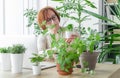 Laptop woman greens plant greenhouse workplace online meeting houseplant