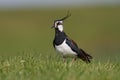 Lapwing Royalty Free Stock Photo