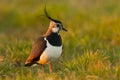 Lapwing Royalty Free Stock Photo