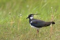 Lapwing Royalty Free Stock Photo