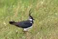 Lapwing Royalty Free Stock Photo