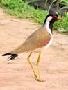 Lapwing