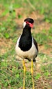 Lapwing